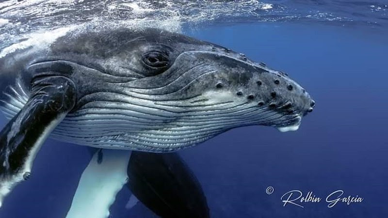 Marea Alta Ocean Adventures