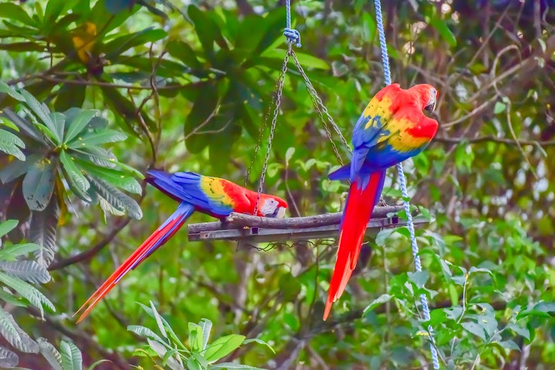 Macaw Recovery Network (previously The Ara Project)