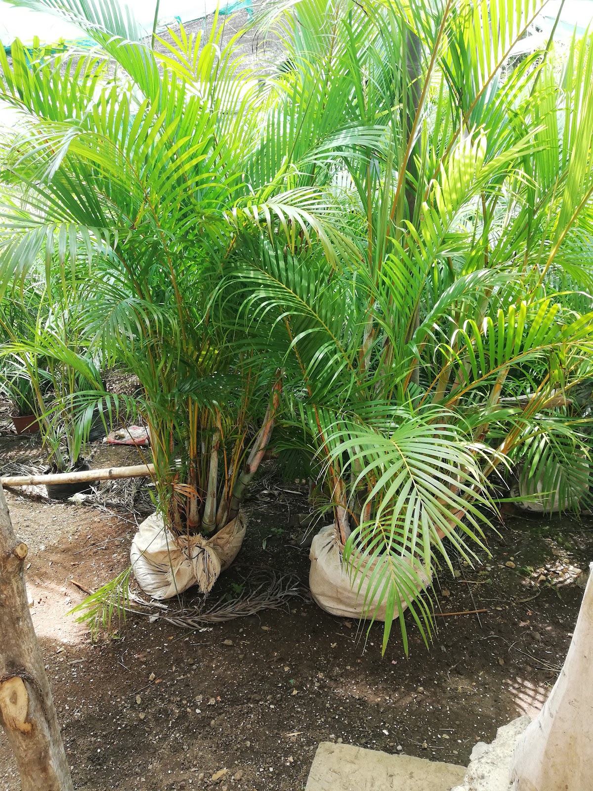 Vivero guanacasteco