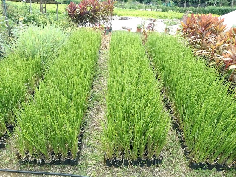 Vivero Allan