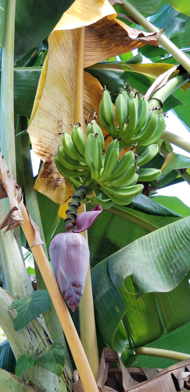 Beach Farm Costa Rica